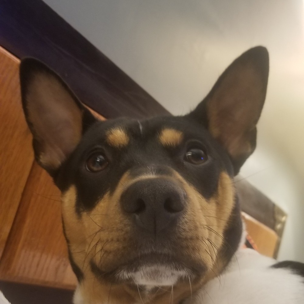 Meet your Posher, Holly